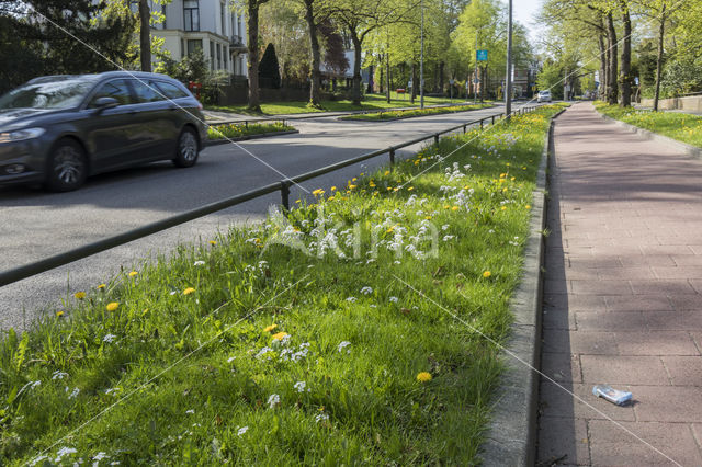 Pinksterbloem (Cardamine pratensis)