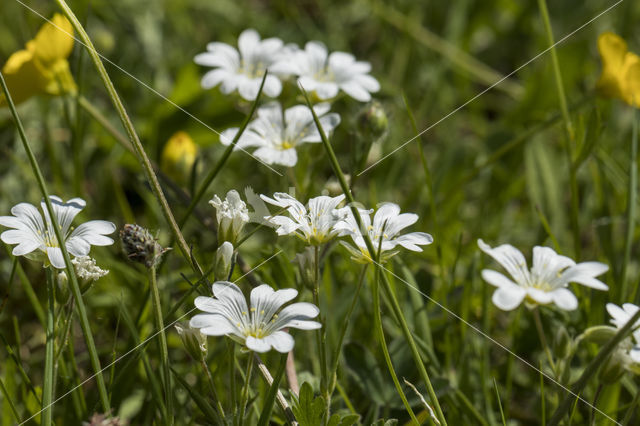 Field Mouse-ear (Cerastium arvense)