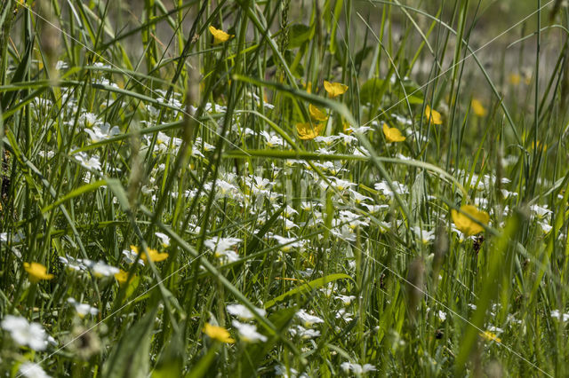 Akkerhoornbloem (Cerastium arvense)