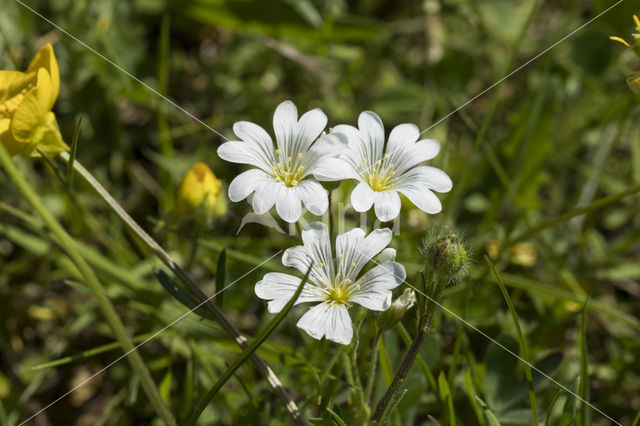 Akkerhoornbloem (Cerastium arvense)