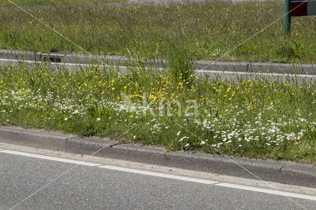 Field Mouse-ear (Cerastium arvense)