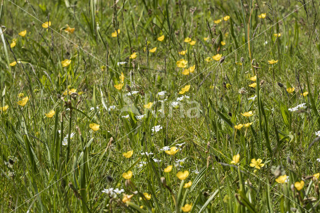 Field Mouse-ear (Cerastium arvense)