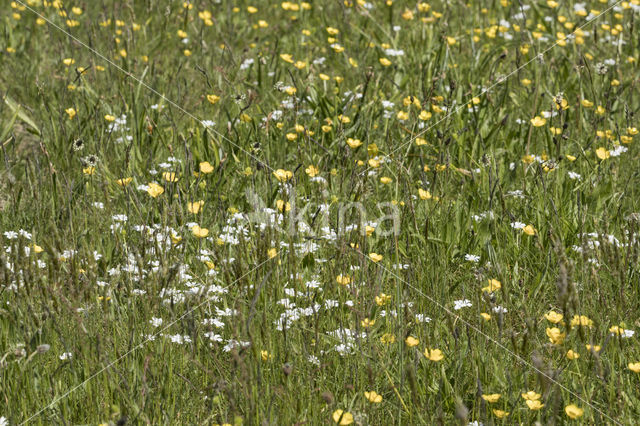 Akkerhoornbloem (Cerastium arvense)