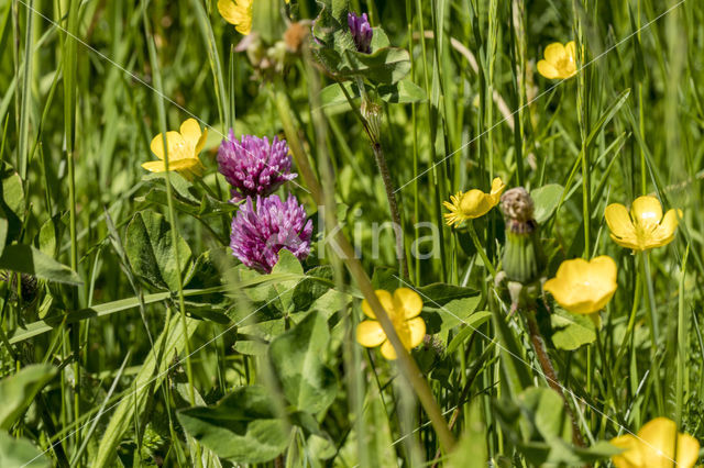 Red Clover (Trifolium pratense)