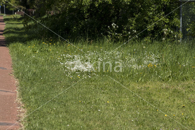 Field Mouse-ear (Cerastium arvense)