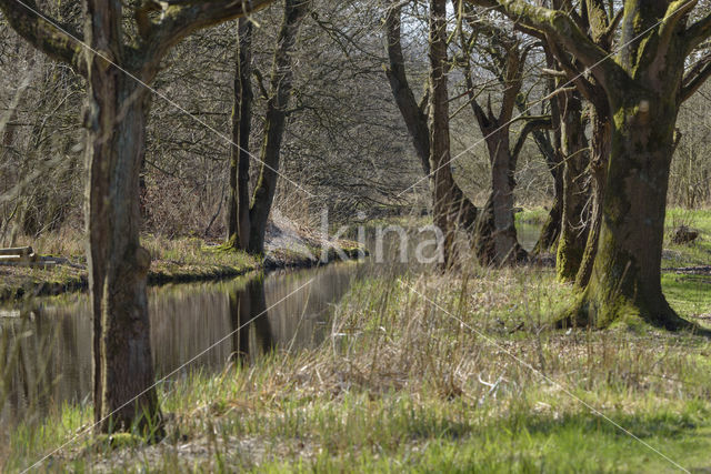 Common Oak