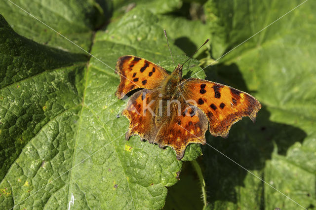 Comma (Polygonia c-album)