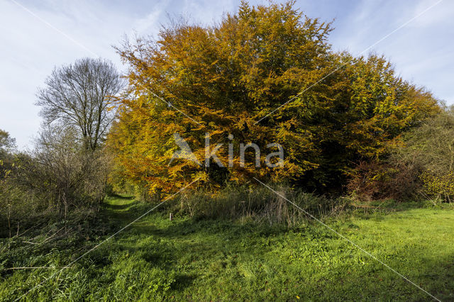 Beech (Fagus sylvatica)