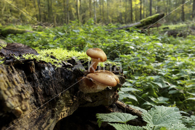 Honey Mushroom (Armillaria mellea)