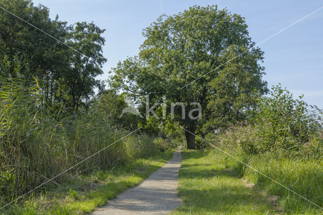 Gewone es (Fraxinus excelsior)