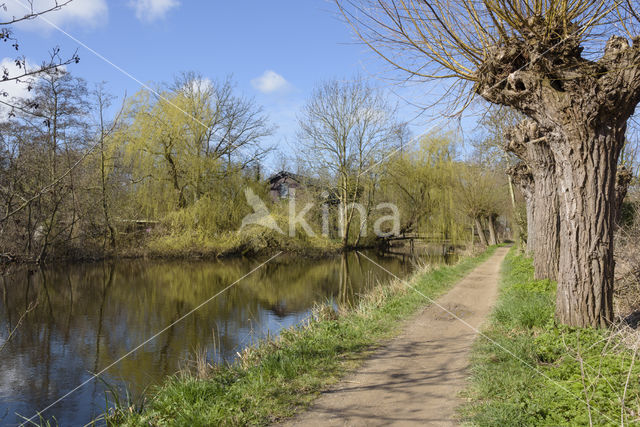 Knotwilg (Salix alba)