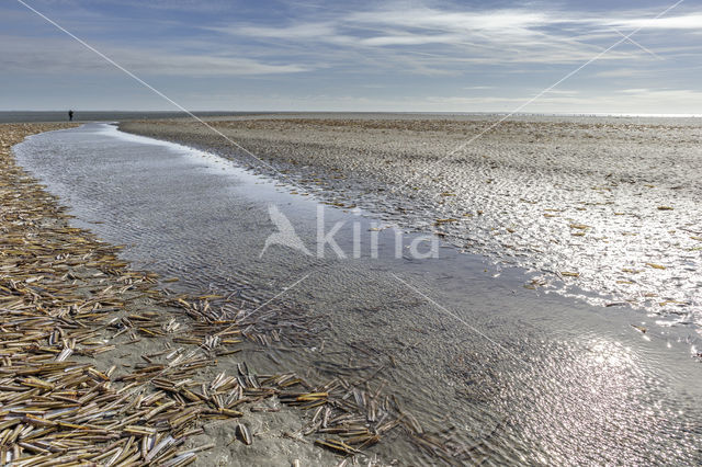 Kleine zwaardschede (Ensis ensis)