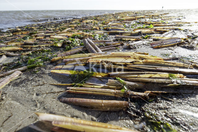 Kleine zwaardschede (Ensis ensis)