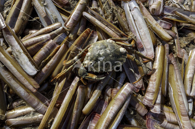 Kleine zwaardschede (Ensis ensis)