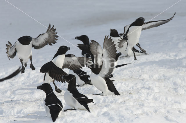 Razorbill (Alca torda)