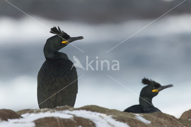 Kuifaalscholver (Phalacrocorax aristotelis)