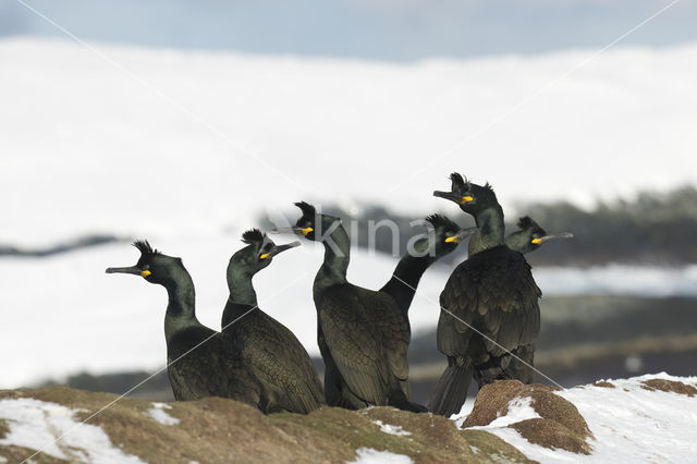 Kuifaalscholver (Phalacrocorax aristotelis)