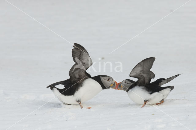 Atlantic Puffin (Fratercula arctica)