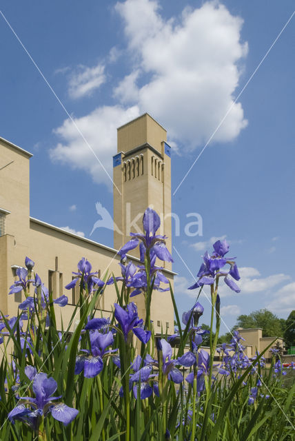 Siberische lis (Iris sibirica)