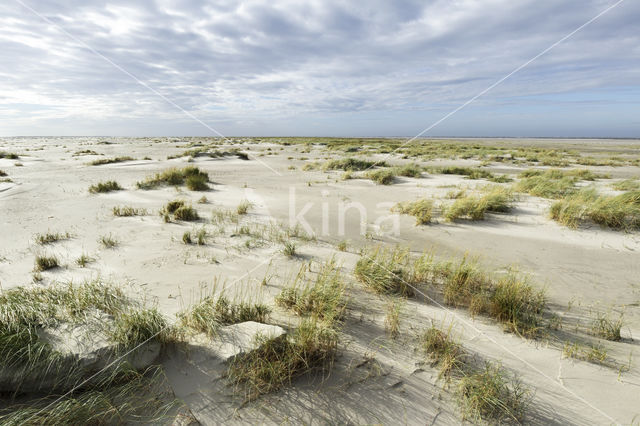 National Park Schiermonnikoog