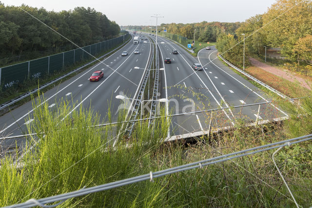 ecoduct