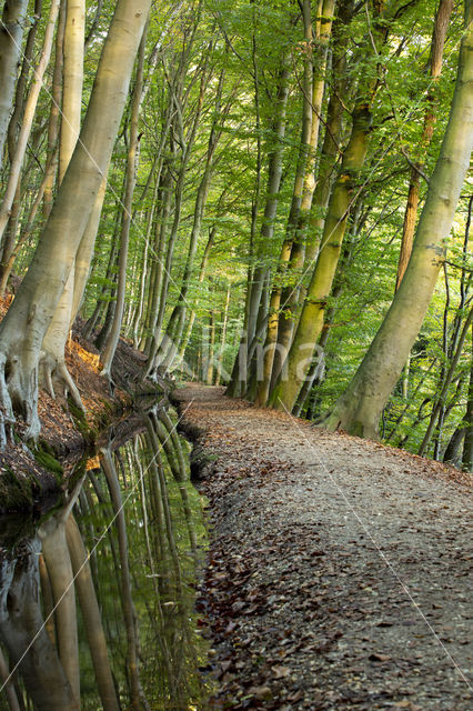 Beech (Fagus spec.)