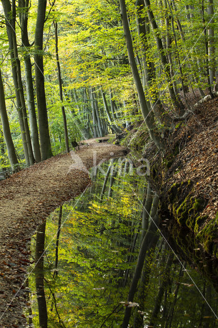 Beech (Fagus spec.)