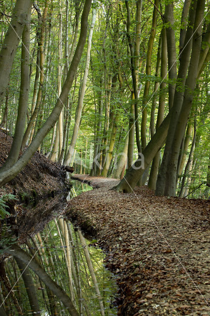 Beech (Fagus spec.)