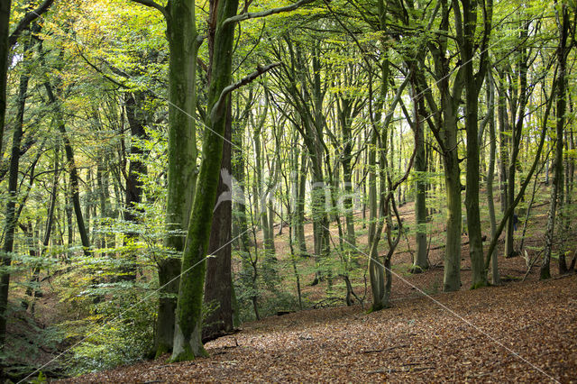 Beech (Fagus spec.)