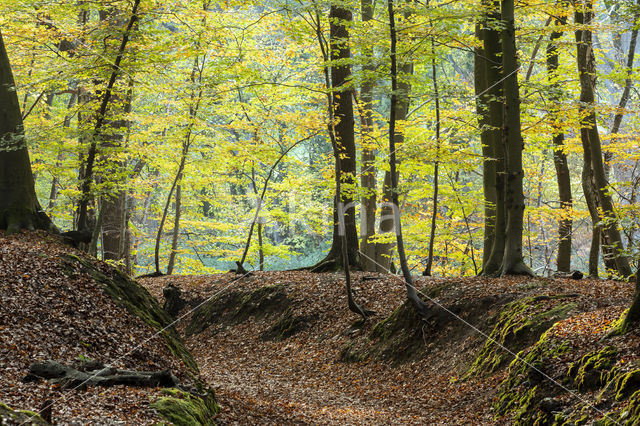 Beech (Fagus spec.)