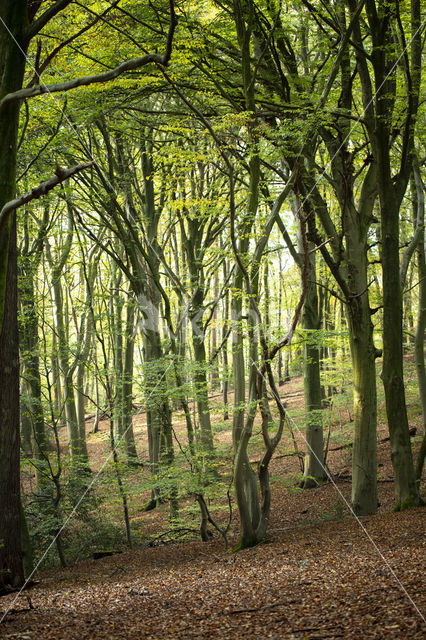 Beuk (Fagus spec.)