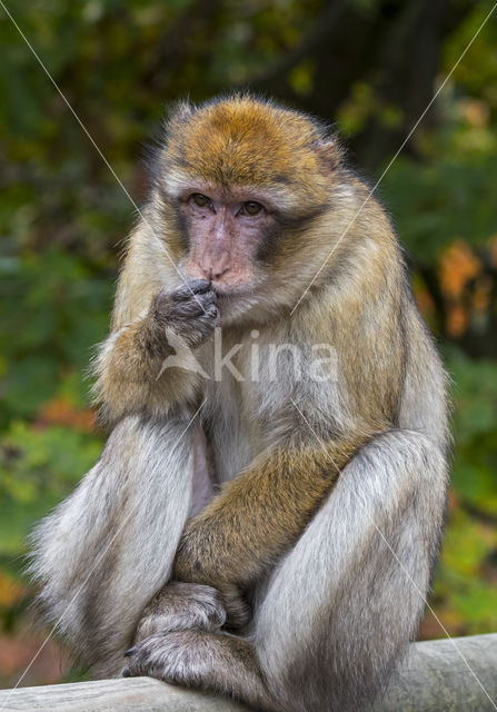 Barbary ape