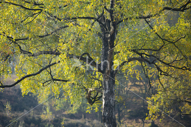 Ruwe berk (Betula pendula)