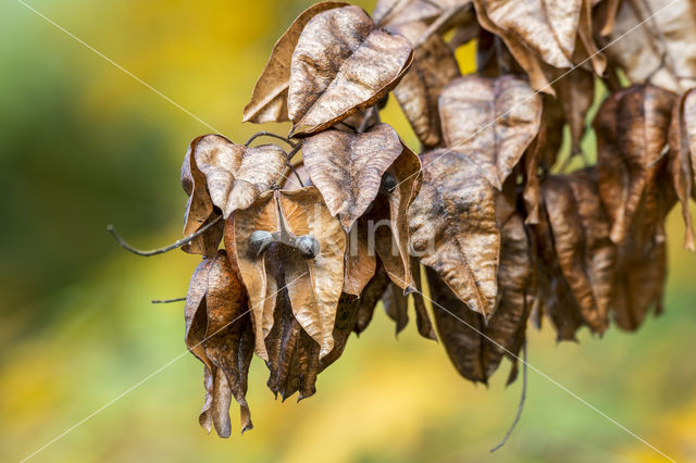 Gele zeepboom (Koelreuteria paniculata)