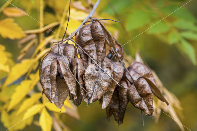 Gele zeepboom (Koelreuteria paniculata)