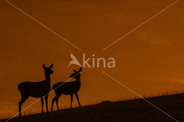 Red Deer (Cervus elaphus)