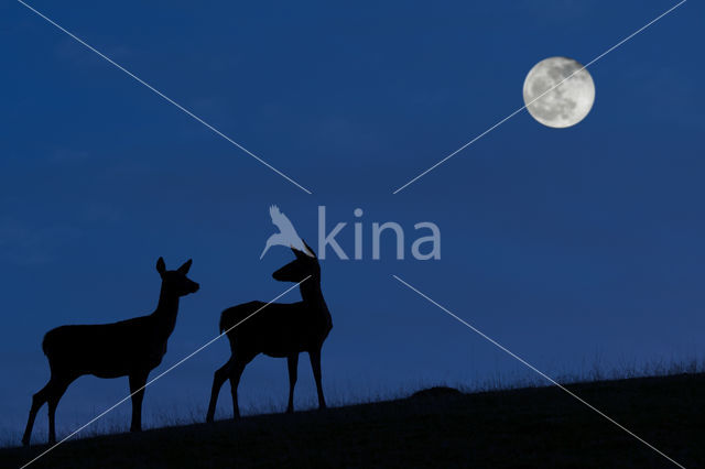 Red Deer (Cervus elaphus)