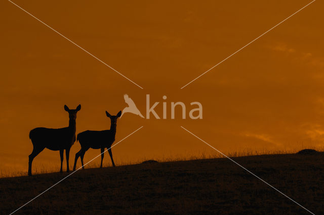 Red Deer (Cervus elaphus)