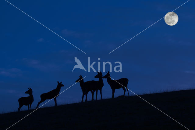 Red Deer (Cervus elaphus)