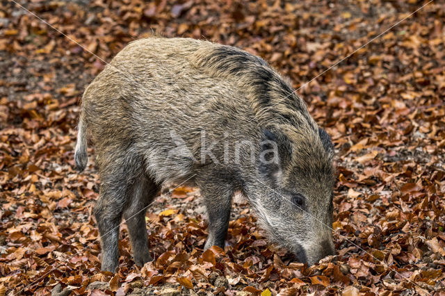 Wild zwijn