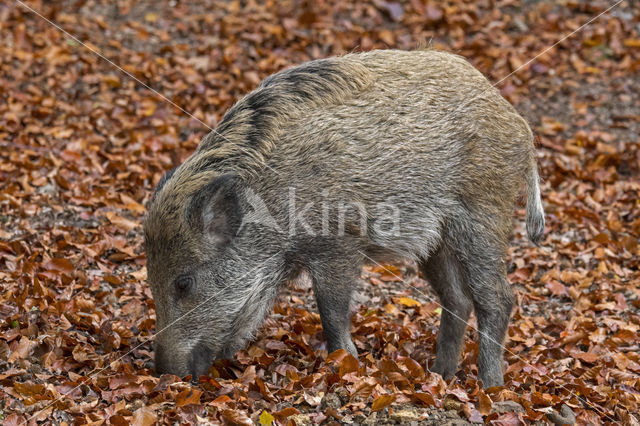 Wild zwijn