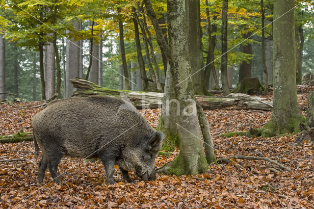 Wild Boar (Sus scrofa)