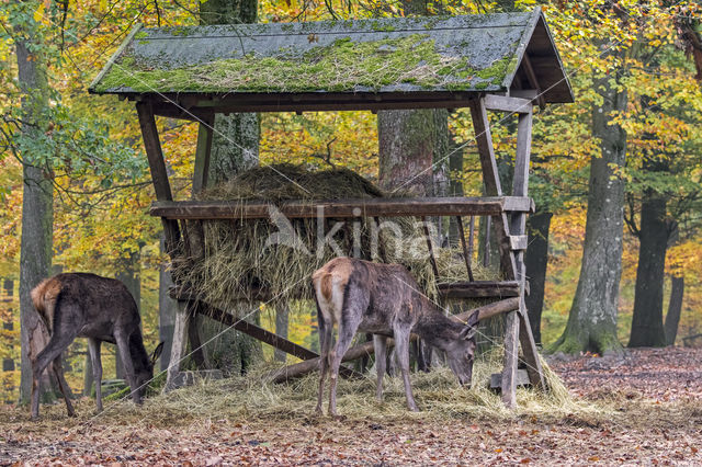 Red Deer (Cervus elaphus)