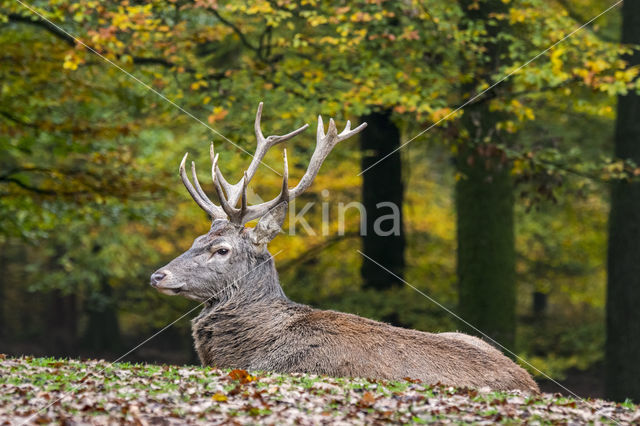 Red Deer (Cervus elaphus)