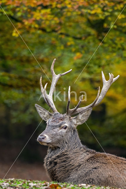 Red Deer (Cervus elaphus)