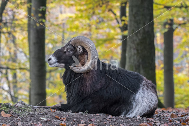 Wild schaap (Ovis ammon)