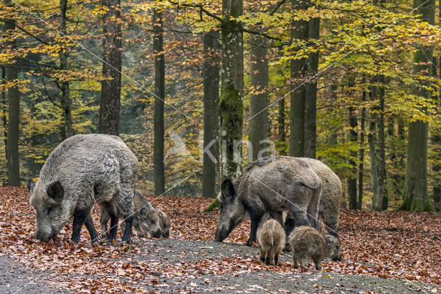 Wild zwijn