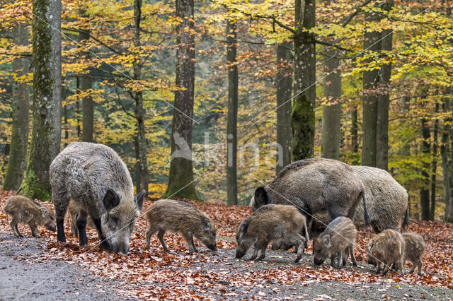 Wild Boar (Sus scrofa)