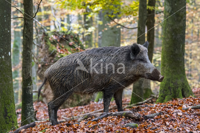 Wild zwijn