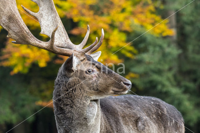 Fallow Deer (Dama dama)